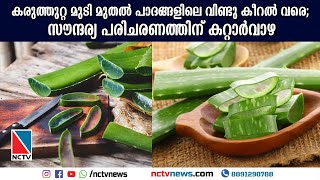 കരുത്തുറ്റ മുടി മുതല്‍ പാദങ്ങളിലെ വിണ്ടു കീറല്‍ വരെ സൗന്ദര്യ പരിചരണത്തിന് കറ്റാര്‍വാഴ