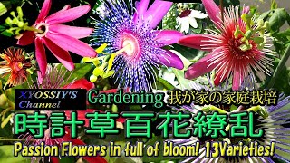 【XYOSSIYのライフチャンネル】2021年我が家の時計草百花繚乱13種類　13 varieties of Passion Flowers in full bloom  at my house