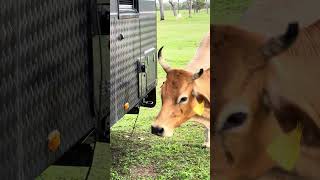 COW EATS CARAVAN 🐃