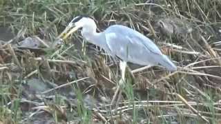 獲ったど～！アオサギの魚のひと呑み　鶴見川　２０１５年１１月上旬