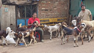 Combo🤯 Dhamaka Offer Quality😱 Bhi Colour Bhi Chanas Lo Aur Shouk Karo || Ali Bhai Bhiwandi Mumbai ||