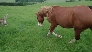 馬に追われる犬　逃げろー