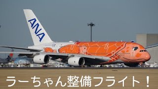 今年最後の整備フライト！ANAフライングホヌ3号機 ラーちゃん