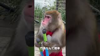 熱海城の芸達者なお猿さん