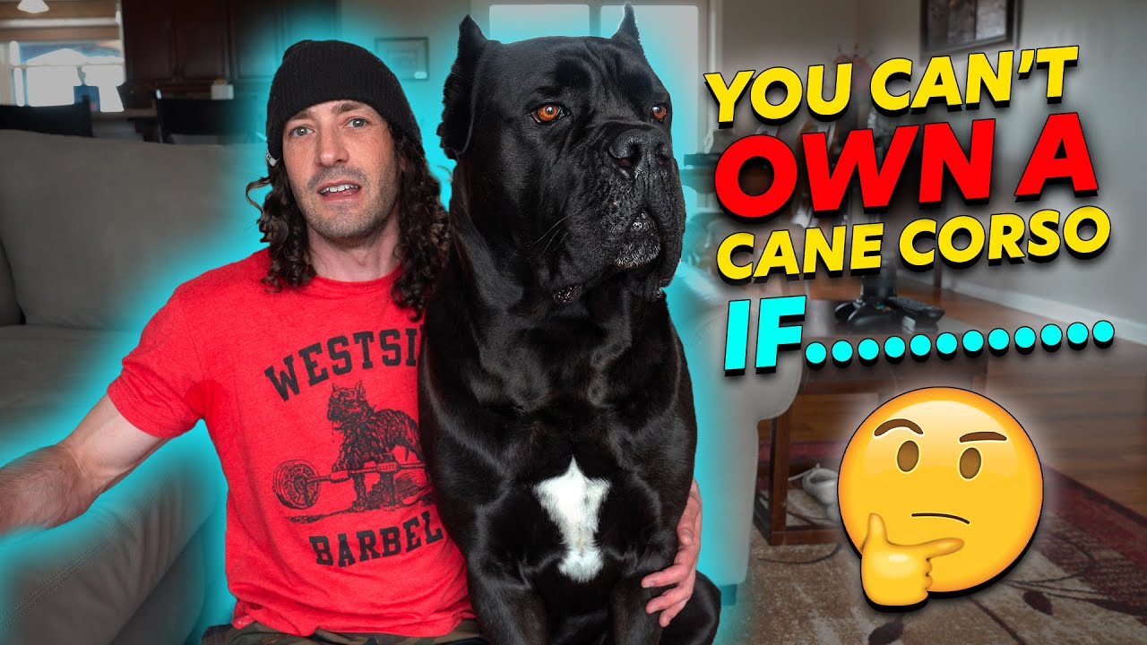 Why You CAN'T Own a Cane Corso