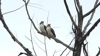 2019/5/3 仲良しワライカワセミ Lovely Kookaburra