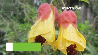 Abutilon | Abutilon Tips \u0026 Tricks | Abutilon Care | Abutilon Plant |