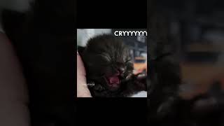 WHEN I SEE YOU SMILE #catcore #funny #smile #cute #cutecore #catsofyoutube #catlover