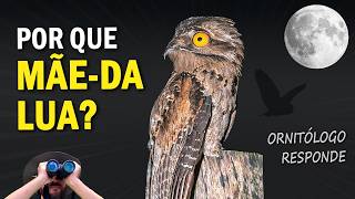 Por que a AVE é chamada de URUTAU e MÃE-DA-LUA? Ornitólogo Responde 56