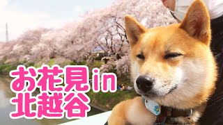 豆柴おーじろう☆2019お花見/北越谷 mameshiba(shiba inu) OHJIRO Cherry Blossom in Japan