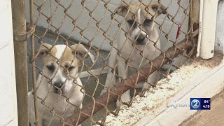 'We are at a crisis point,' Hundreds of animals overcrowd Oahu SPCA