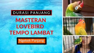 Terapi Suara Lovbird Paud Agar Cepat Narik.\nMasteran Lovbird Paud Ngetik Ngekek Panjang