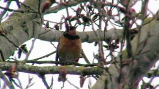 Varied Thrush