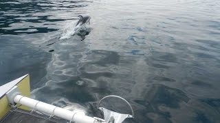 Skoota 28 powercat meets dolphins in Johnstone Strait, BC, Canada