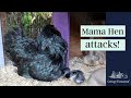 Mama hen ATTACKS - Baby chicks hatched early!