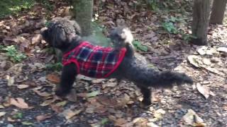 トイプードル犬ポポあさんぽ源氏山公園だよ〜