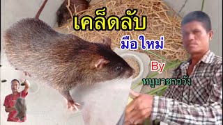 แนะนำสุดยอดเคล็ดลับ!! การเลี้ยงหนูนาพ่อแม่พันธุ์ สำหรับมือใหม่ by หนูนาชาววัง