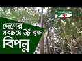 দেশের সবচেয়ে উঁচু বৃক্ষ বিপন্ন