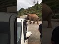 ◣VIRAL◥ Gajah sesat di Banjaran Titiwangsa,Gerik...