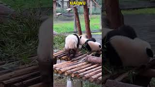 莽仔睡的正香时，莽小五过来把妈妈吓出狗叫声 #panda #パンダちゃん #cute #パンダちゃん #パンダ #animals #funny #pandacub #pets #パンダさん