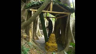 Build Shelter Under a 1000 Year Old Tree - #bushcraft #camp #camping #su... subscribe