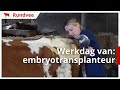 Een dag uit het leven van een embryotransplanteur