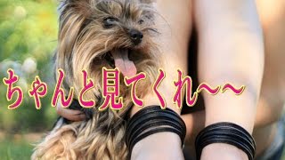 ヨーキー,ヨークシャーテリア,愛犬家,