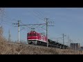 2024.01.19 ky入場配給 新小岩ﾎｷ廃車回送 ☀ 配9147 ef81 95 尾 ﾎｷ800形7b