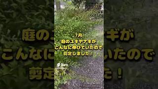 7月庭のユキヤナギがこんなに伸びてしまったので、剪定をしました！そしたら可愛くなりました🩷#ユキヤナギ#ユキヤナギ剪定#剪定#庭木