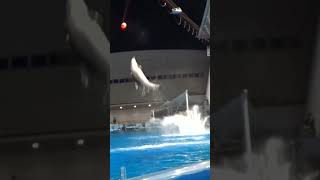 イルカ★２頭同時ジャンプ🌺 名古屋港水族館★Dolphin ★ #shorts