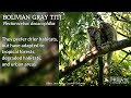 bolivian gray titi—no obvious dominance hierarchy