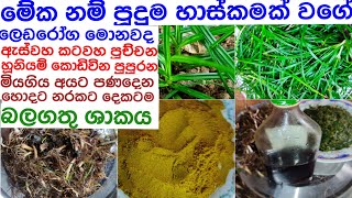 හොදට නරකට දෙකටම භාවිතා කරන ඖෂධ කලාදුරු ශාකය/kaladuru