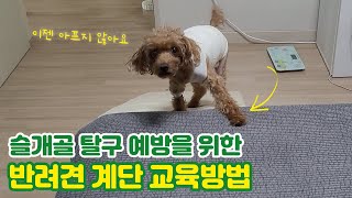 반려견 슬개골 탈구 예방을 위한 계단교육!