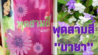 รีวิว นิยาย พุดสามสี โดย นายา ep 16