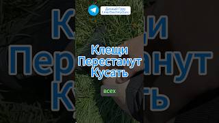 Самое рабочее средство от КЛЕЩЕЙ! #клещи #насекомые #вредители #грядки #огород #дача #сад