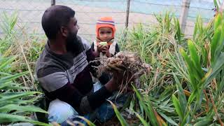 বস্তায় আদার অবস্থা। আধুনিক কৃষি ফার্ম।রুবেল মিয়া।