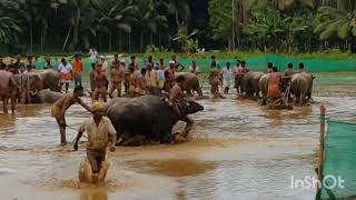 പോത്ത് പൂട്ട് Adakkaputhur Sep 2016 🐂🐂🐂