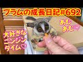 Bushbaby Plum's Growth Diary ショウガラゴ プラムの成長日記 #