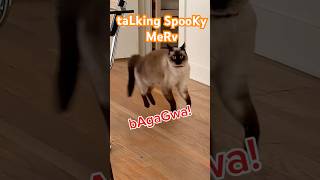 TALKING CAT REACTS TO #HALLOWEEN!!! GUYS DO,,WE STAY OR GO HOme plz TEL ME!!! #spooky #bagagwa #cats