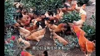 手里有米，从来就不缺鸡！#分享 #正能量 #有趣 #funny #熱門 #纪实杂谈