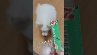 新技を褒めるとそれしかしなくなった犬[a dog that wants food]#shorts