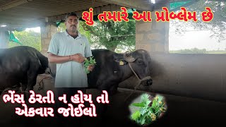 આ એક છોડ તમારા પશુ માટે ઉપયોગી તમારી ભેંસ ઠેરતિ નાં હોય તો ખાલી એટલું કરો તમારૂ કામ થઈ ગયું