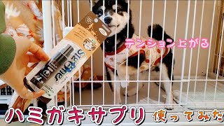 【ハミガキ】初めてハミガキサプリを使ってみた子犬が可愛い過ぎました🥰