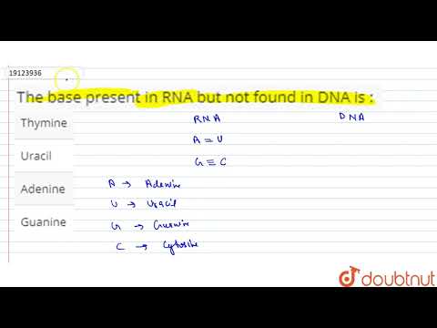What is found in RNA and not DNA?