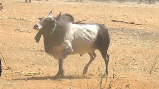 கார் வாங்கிய சித்தன் 😍||மாட்டுன குத்து 👆||jallikkattu ||jallikkattu video