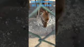 岡崎市東公園動物園の可愛い鹿たち！#岡崎東公園#shorts