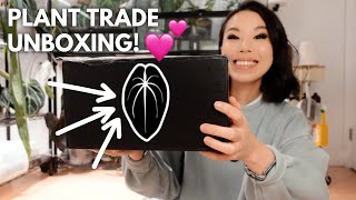 Plant trade mail 🥳 🥰 A quick little anthurium unboxing from Anthurium Story 🖤