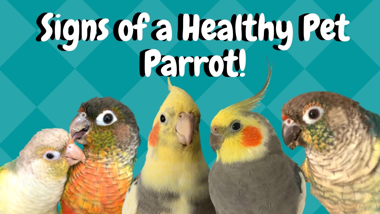 Signs Of A Healthy Pet Bird! | Parrot Heath Check | BirdNerdSophie ...