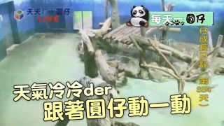 每天一圓仔：天氣冷冷der 跟著圓仔動一動  --蘋果日報20151208