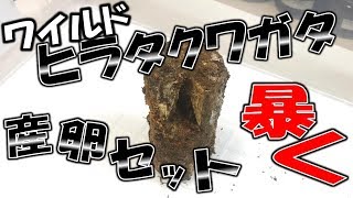 【クワガタ＆カブトムシ☆昆虫採集　野生採集したヒラタクワガタの産卵セットを暴く】（くろねこチャンネル）